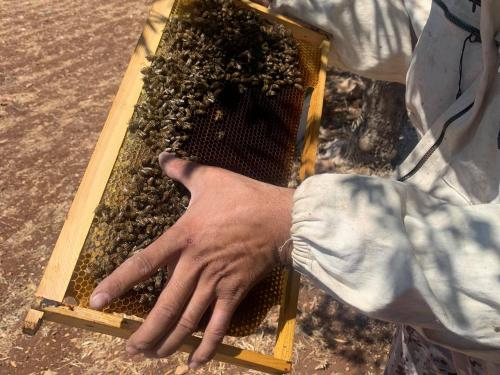 beehives