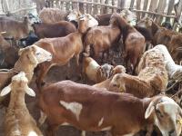 Goat Breeding project